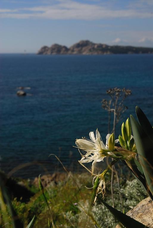 La Chicca Di Francesca Bed & Breakfast Santa Teresa Gallura Luaran gambar